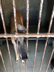 Moko al cinodromo di Macau