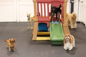 D Pet Hotels