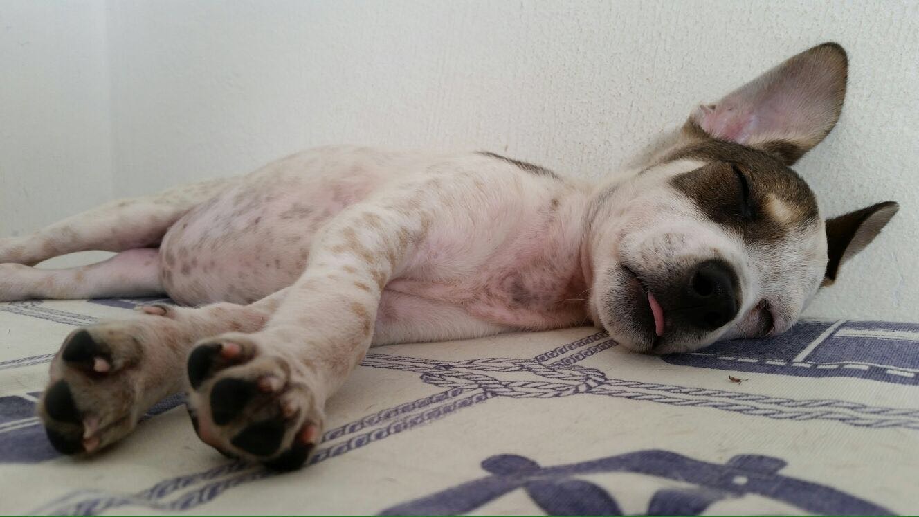 Nika dorme