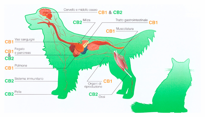 CBD