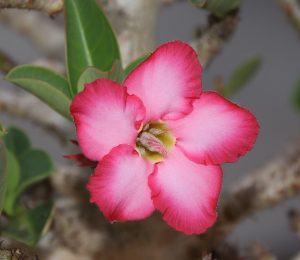 Rosa del deserto