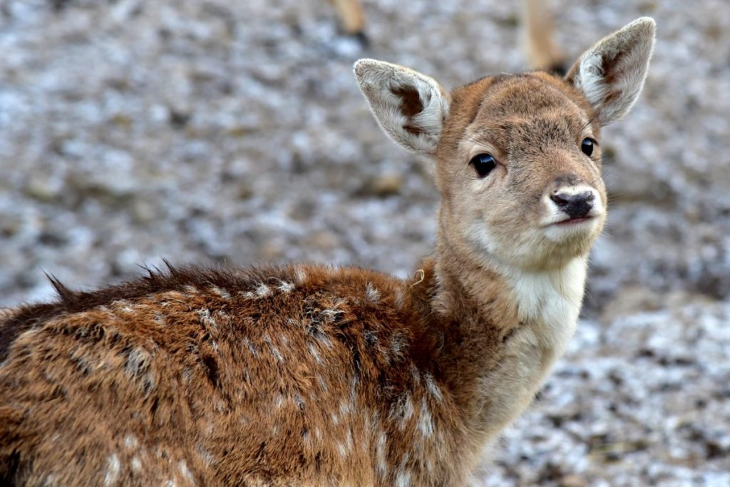 bambi