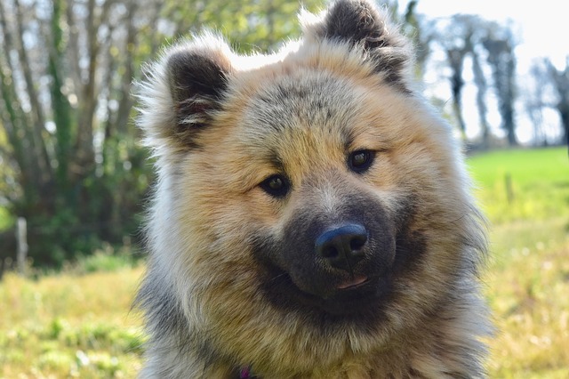 Eurasier