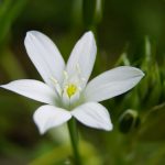 Ornithogalum