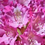 Rhododendron