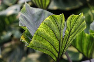 Colocasia