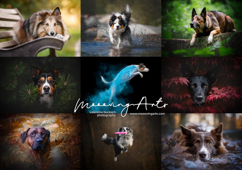 Moooving Arts - servizi fotografici