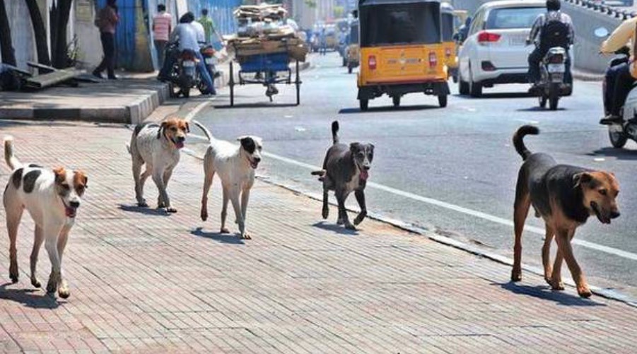 Cani randagi India