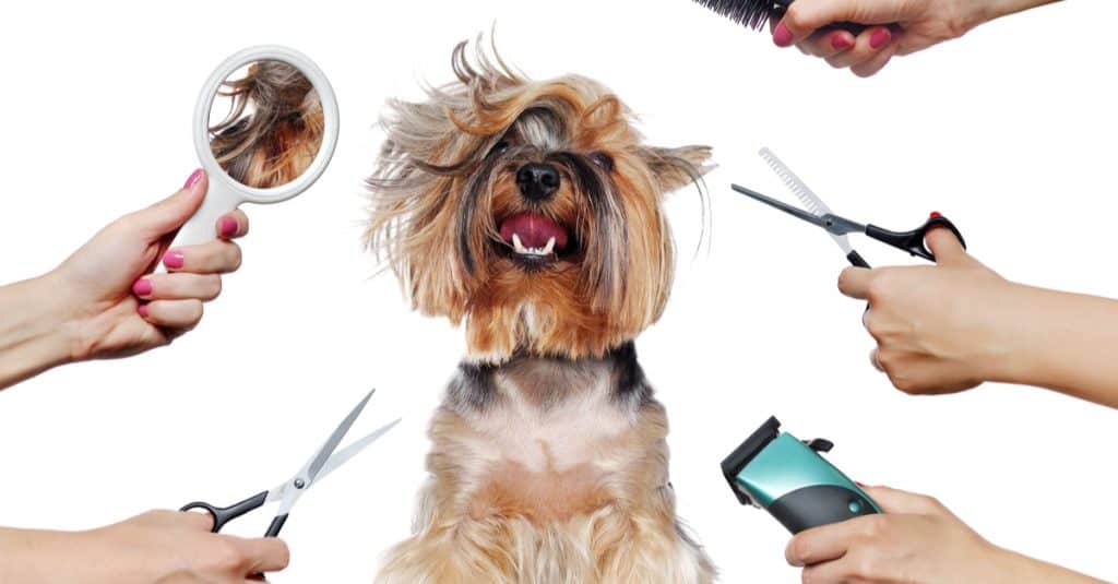 Storia della toelettatura per cani