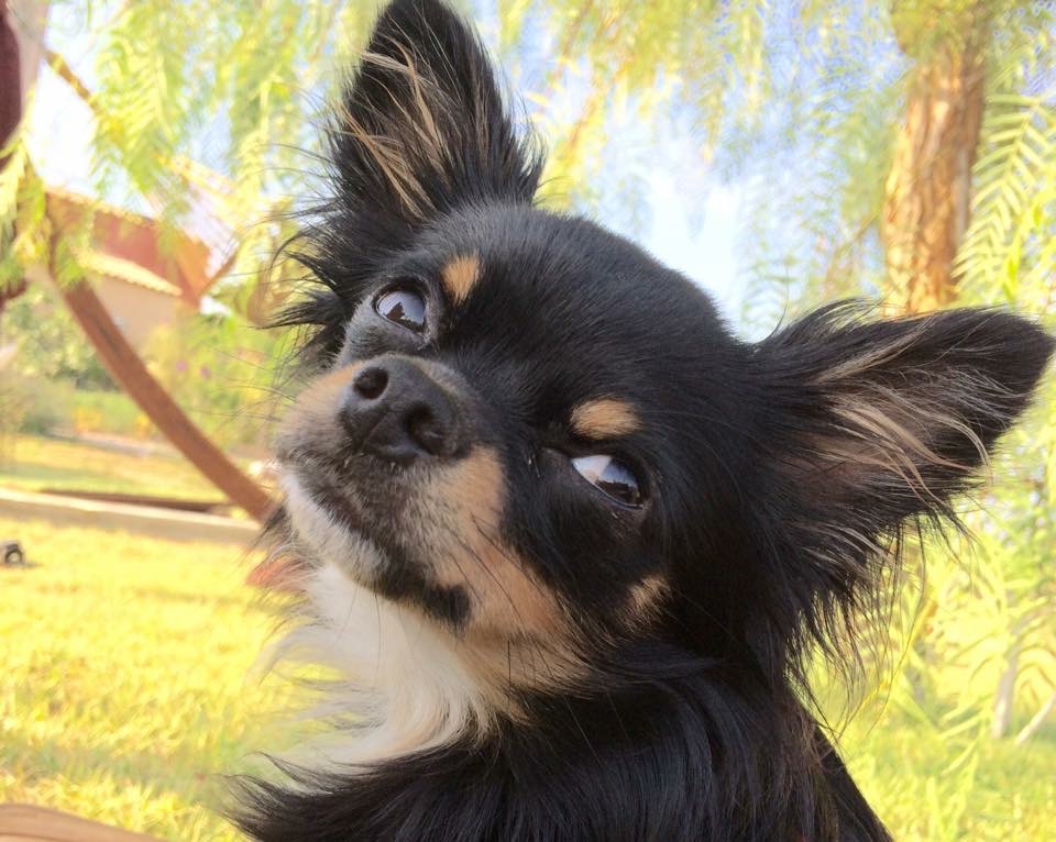 schwarzthechihuahua