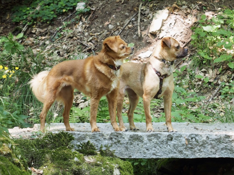 paura dei cani 3