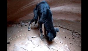 Canyon Puppy
