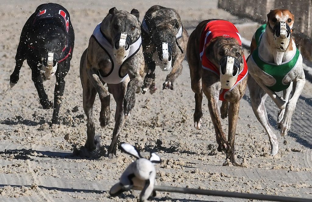 Corse greyhound