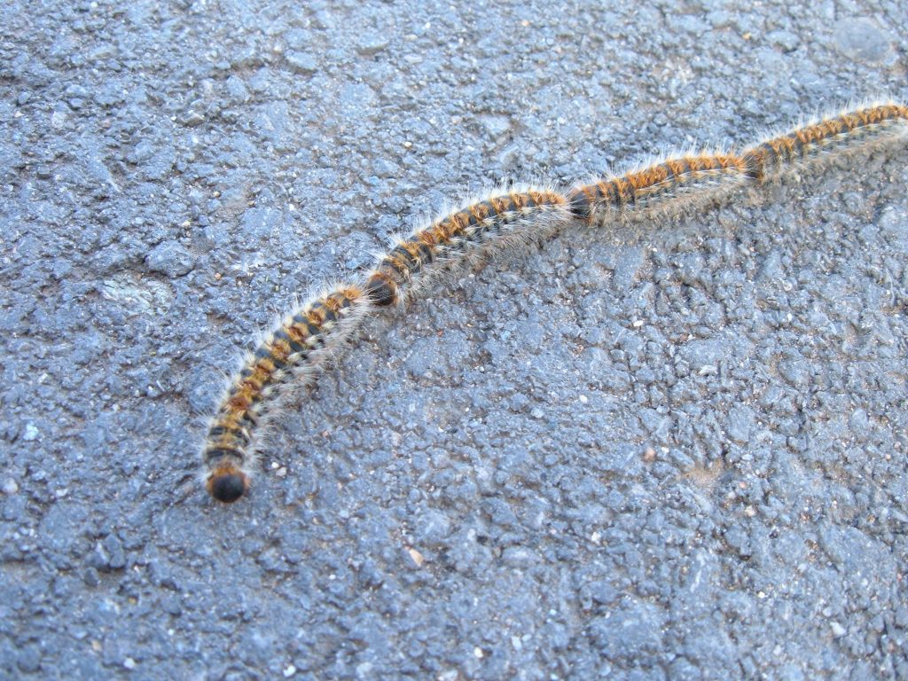 Processionaria Larva