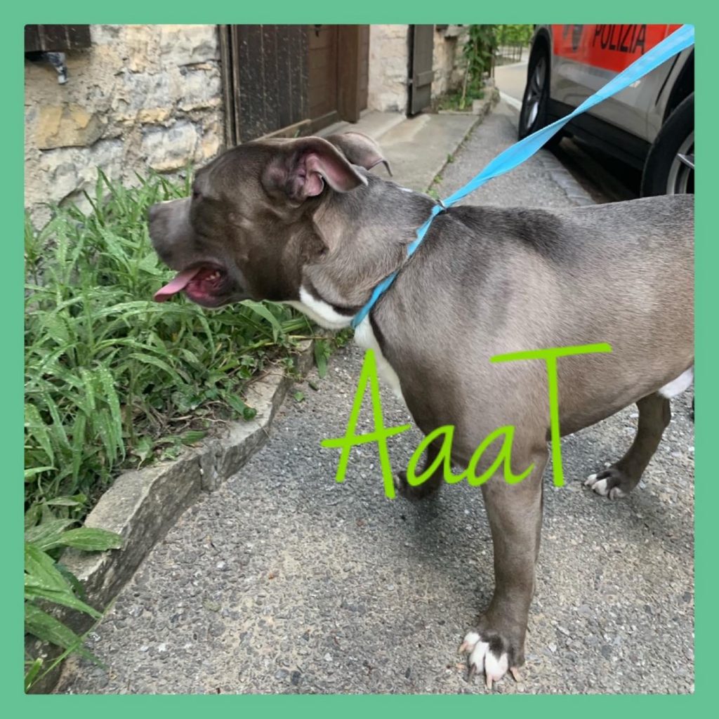 PitBull Chiasso
