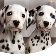 Dalmata