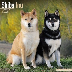 Shiba Inu