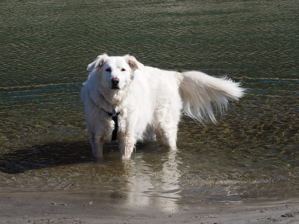 Cani in stallo o stallo di cani
