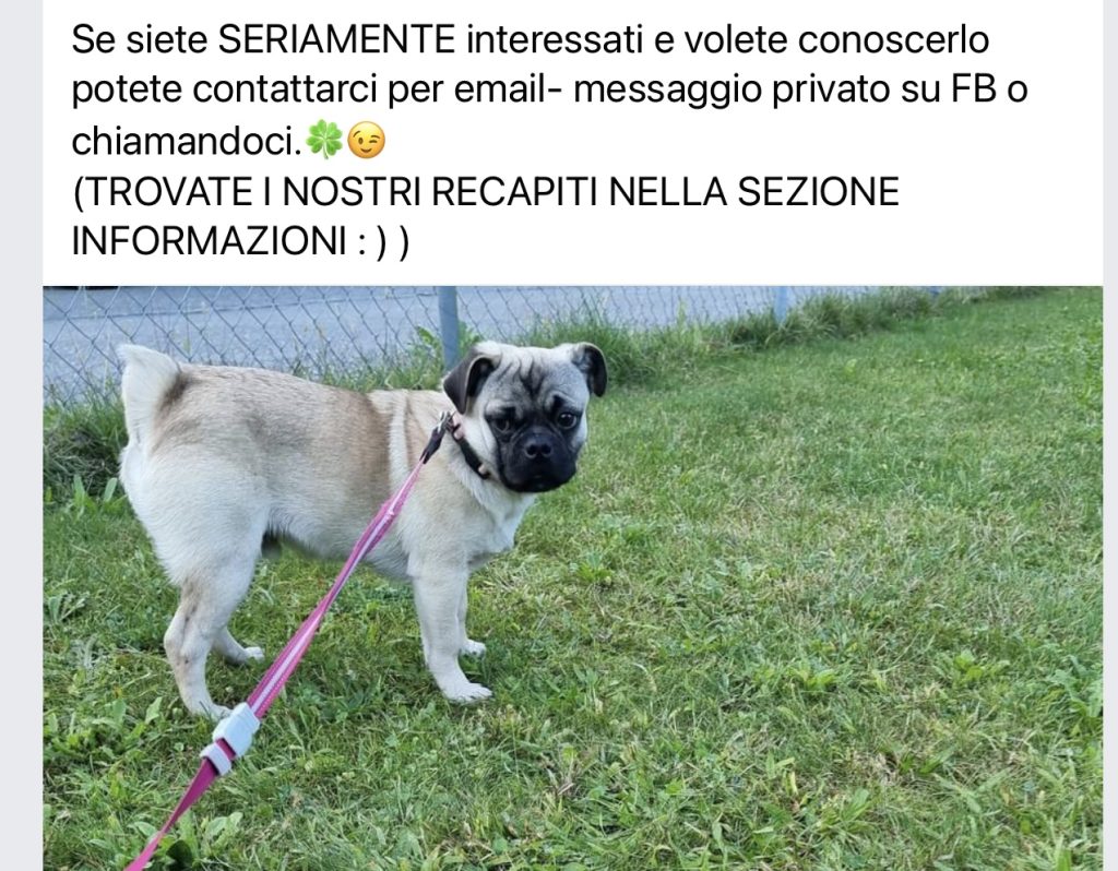 Bubu cerca casa SPABiasca
