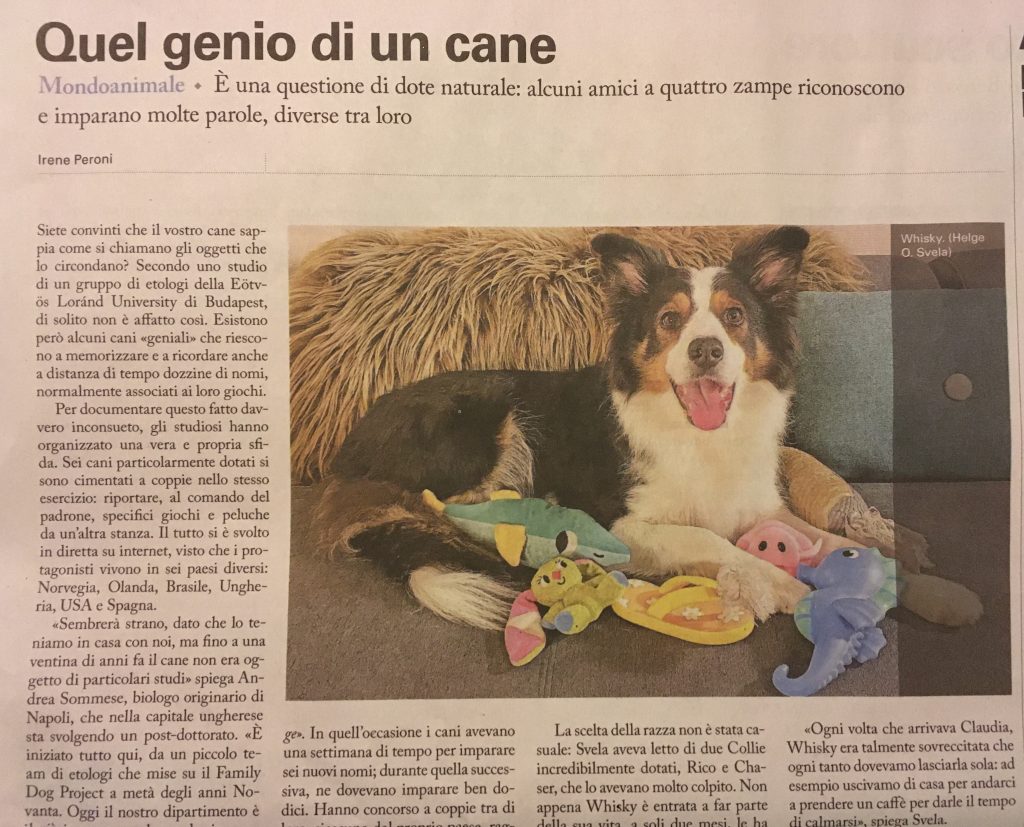 Quel genio di un cane AZIONE