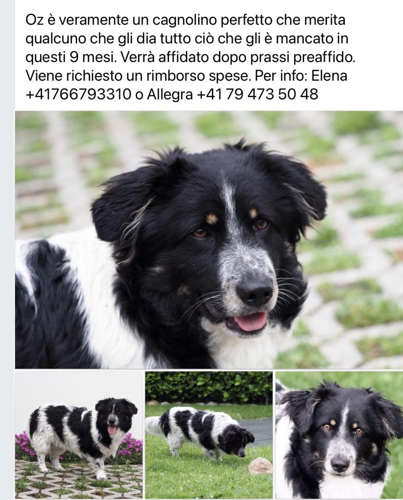 OZ cerca casa