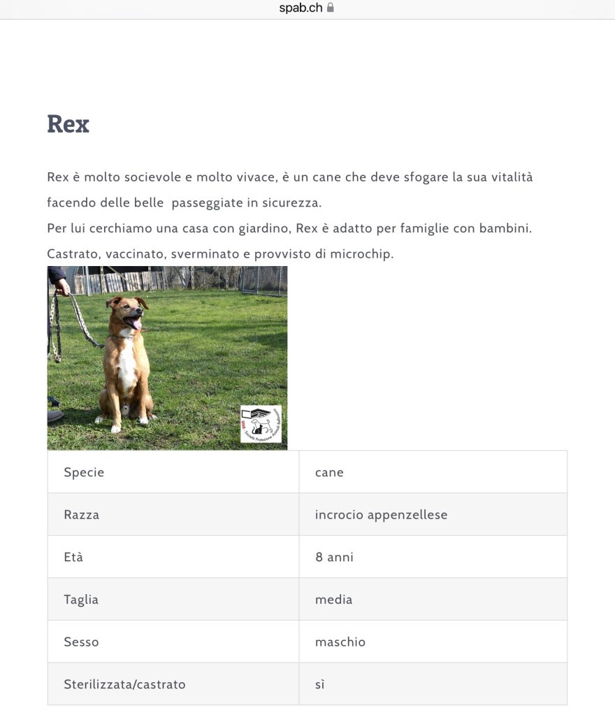 REX CERCA CASA SPAB