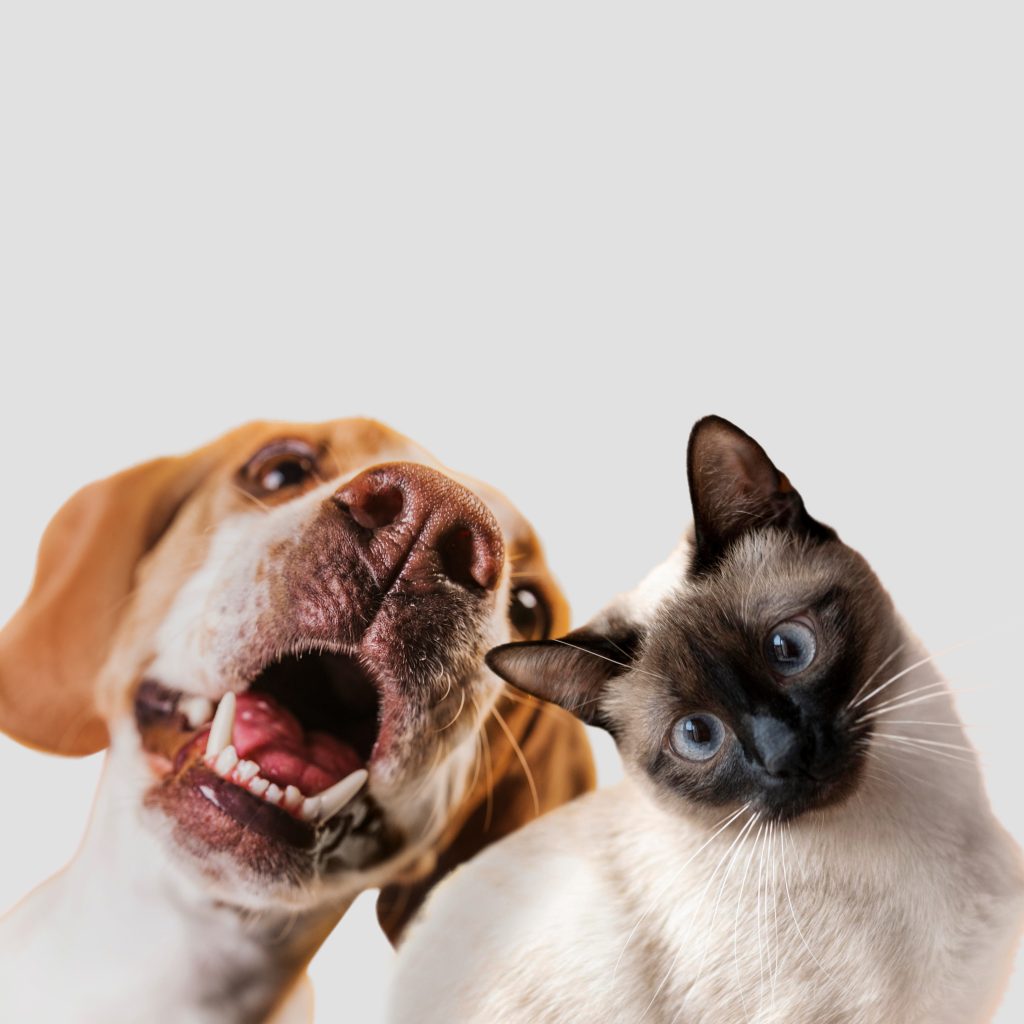 cane e gatto