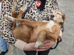 Milu Teamricercacani Ticino Volontari