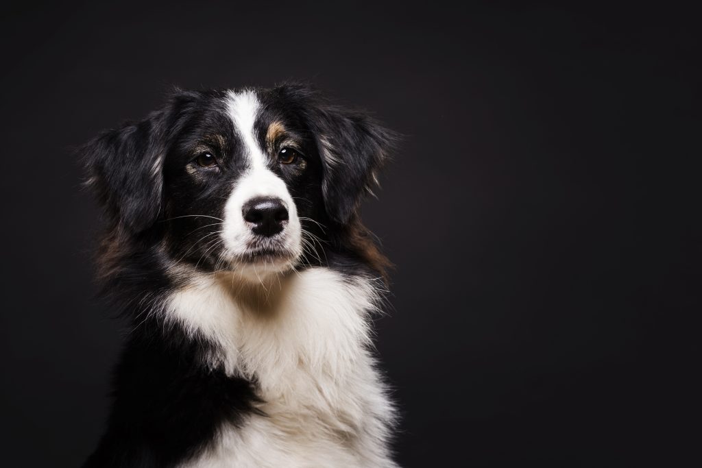 studi