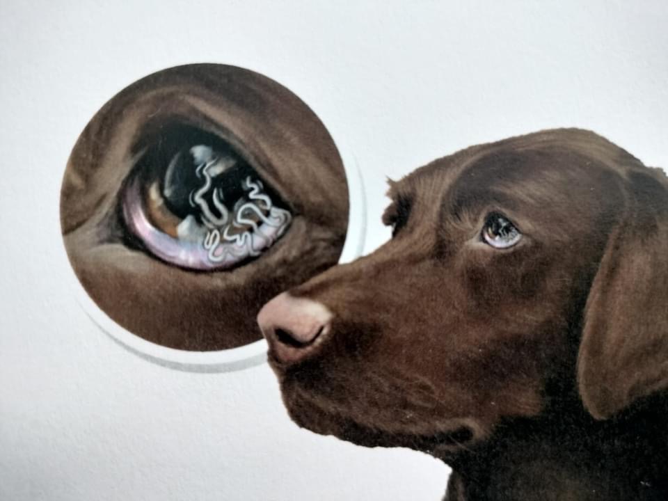 Thelazia Veterinario al Piano