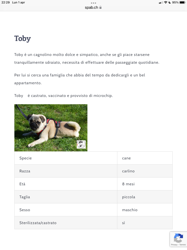 TOBY CERCA CASA SPAB