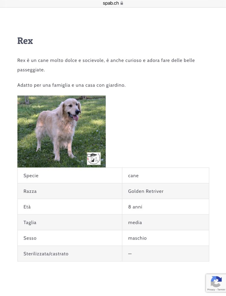 REX CERCA CASA SPAB