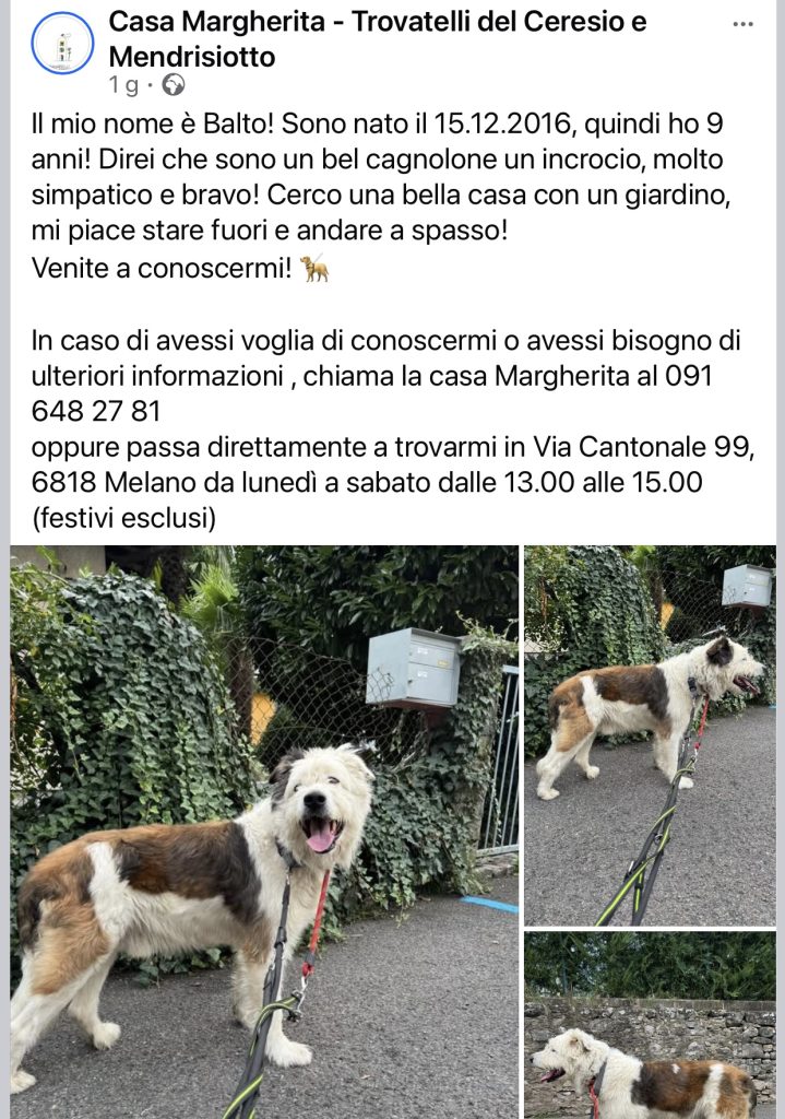 BALTO CERCA CASA CASA MARGHERITA
