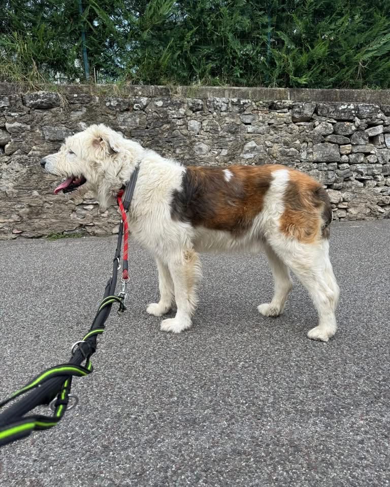 BALTO CERCA CASA CASA MARGHERITA