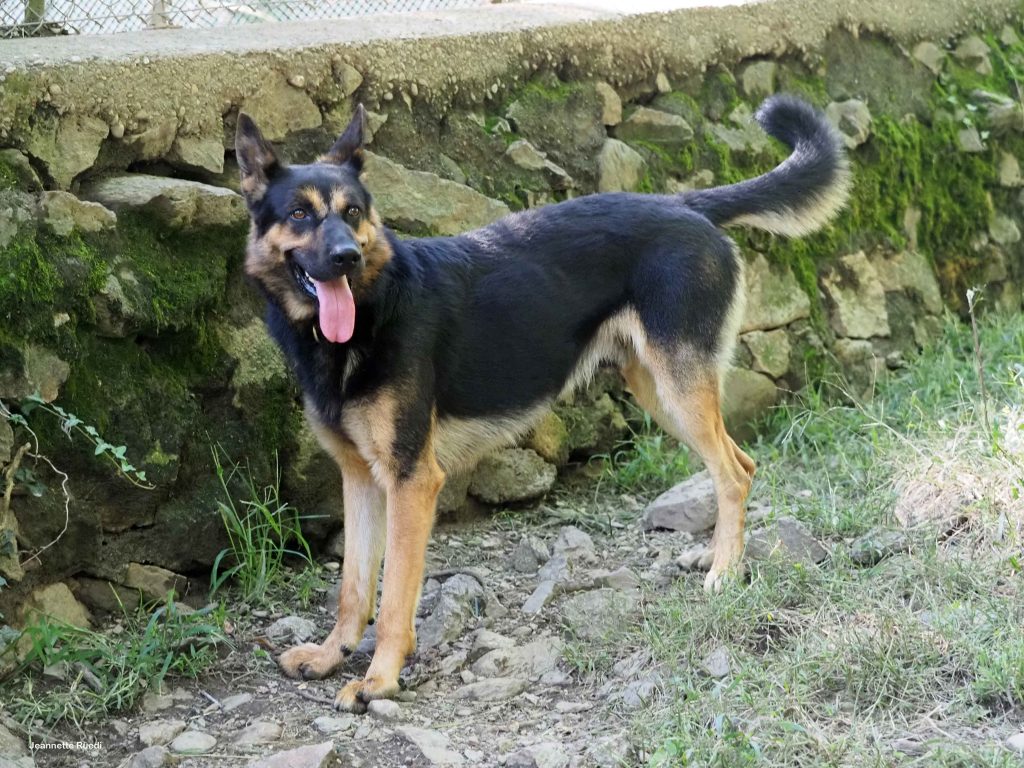 KILLA CERCA CASA RIFUGIO LA STAMPA