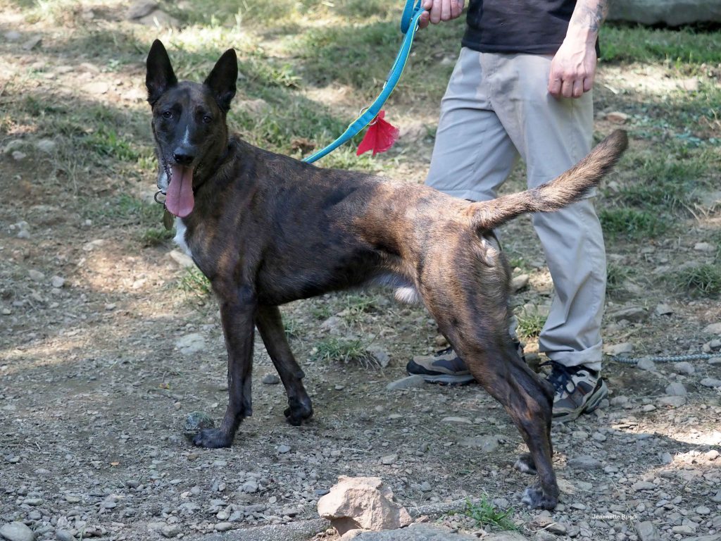 TOBY CERCA CASA RIFUGIO LA STAMPA
