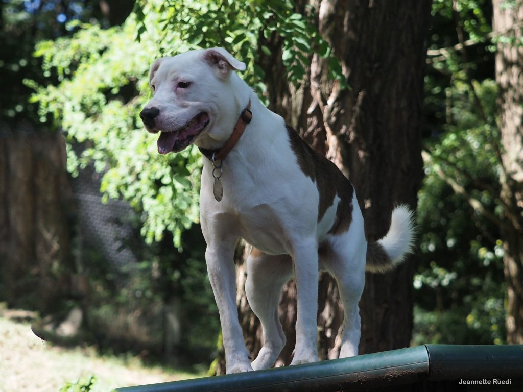 Baloo cerca casa Rifugio La Stampa
