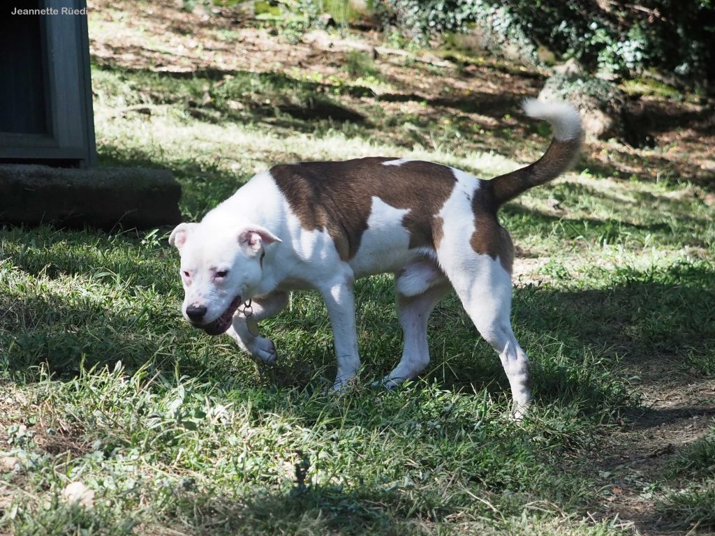 Baloo cerca casa Rifugio La Stampa