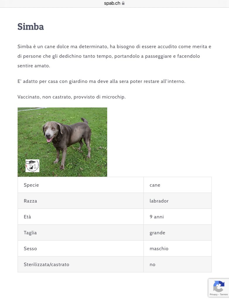 SIMBA CERCA CASA SPAB