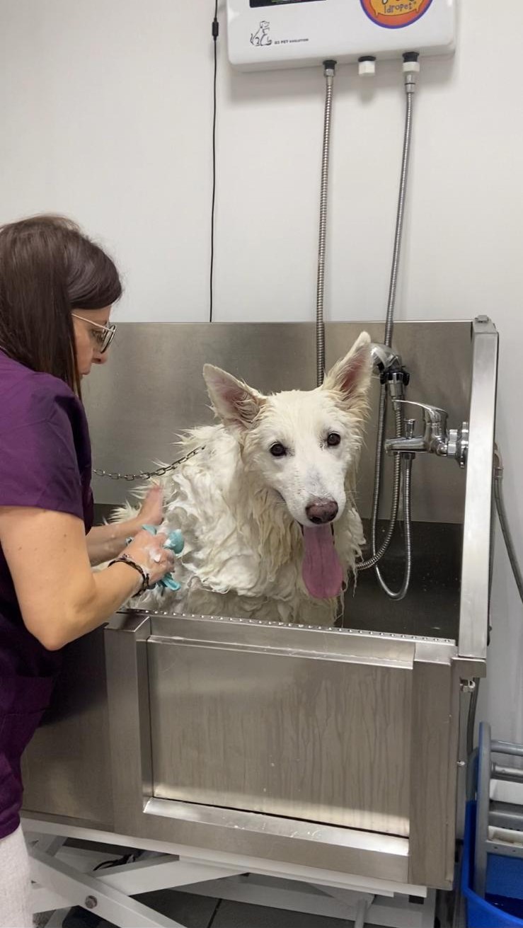 1787516471852-monica-bagno-cane-cipfzc1o.jpg