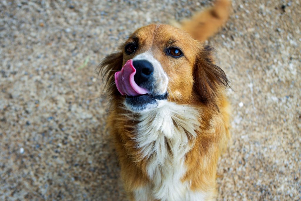 Adozione - adottare un cane in Canton Ticino