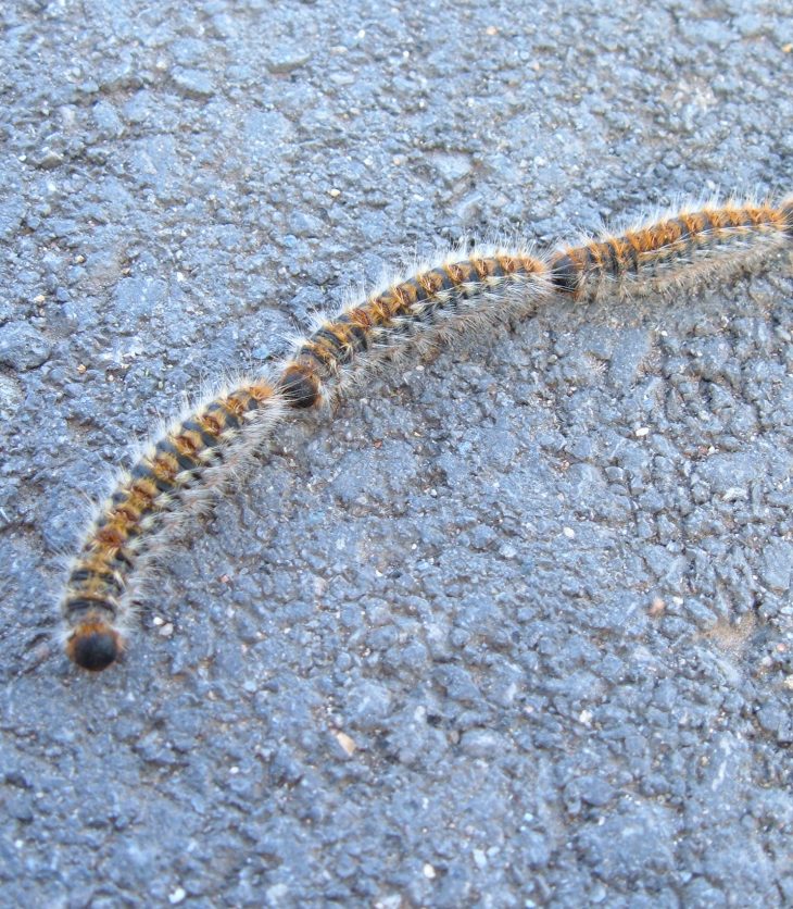 Processionaria Larva