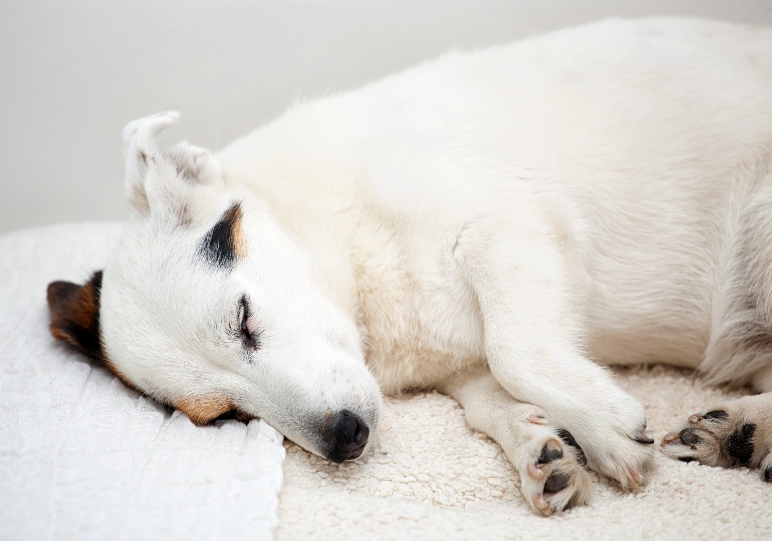 Non svegliare il can che dorme...I cani sognano?