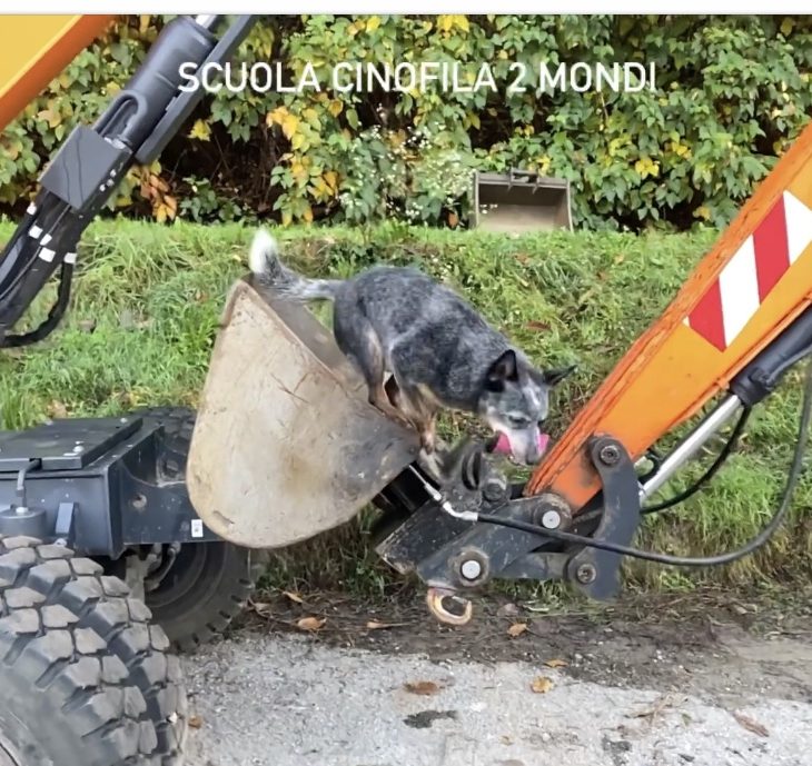 ricerca oggetti scuola cinofila 2 mondi