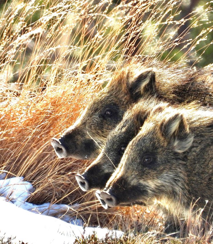 Caccia al cinghiale estiva 2023