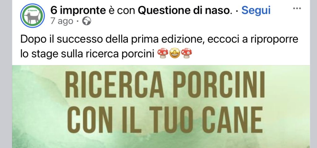 Ricerca porcini 6impronte