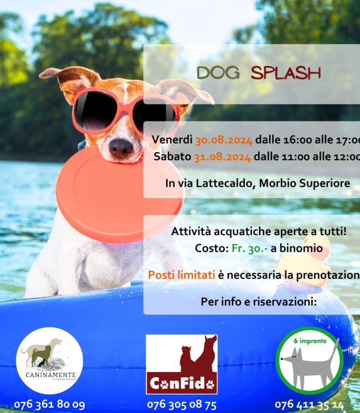 6 impronte dog splash